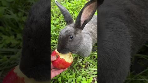 兔子 可以 吃 蘋果 嗎